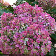 Hydrangea, Little Lime #7